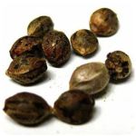 Семена марихуаны АК-47  (Seeds AK-47) в Арске